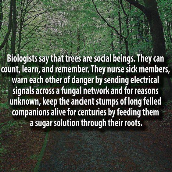 24993215_1929274650733931_8002684863653295783_n