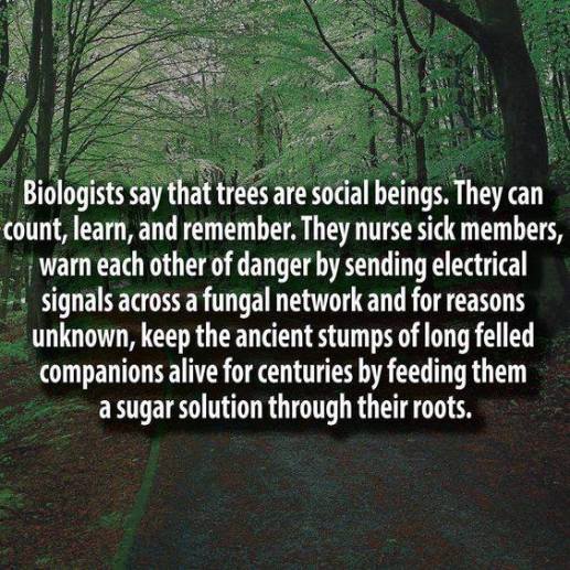 24993215_1929274650733931_8002684863653295783_n